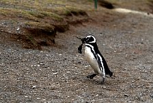 Magellanic Penguin with kelp