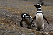 Magellanic Penguin with kelp