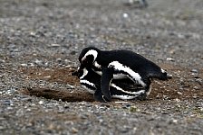 Magellanic Penguin, increasing their number