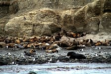 Sea lions, Marta Island