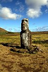 Easter Island Moai, standing