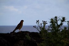 Easter Island bird