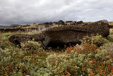 Moai at Easter Island quarry