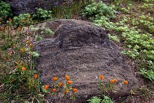 Moai at Easter Island quarry