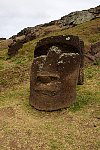 Moai at Easter Island quarry