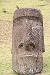 Moai at Easter Island quarry