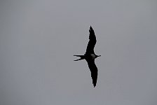 Frigatebird, Easter Island