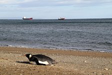 King Penguin in Punta Arenas