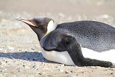 King Penguin in Punta Arenas