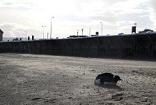 King Penguin in Punta Arenas