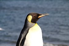 King Penguin in Punta Arenas