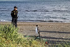 King Penguin in Punta Arenas with police guard