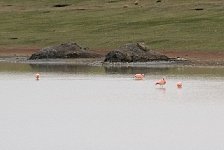 Flamingos in Chile