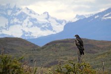 Caracaras bird