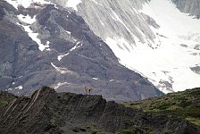 Torres Del Paine, guanaco