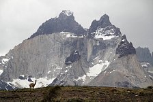 Torres Del Paine, guanaco