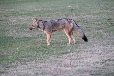 Patagonian Gray Fox