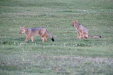 Patagonian Gray Foxes
