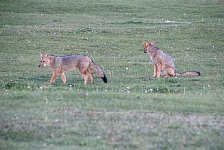 Patagonian Gray Foxes