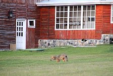Patagonian Gray Fox, bird attack