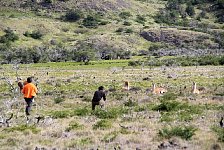 Guanacos