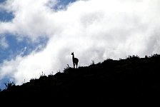 Guanaco