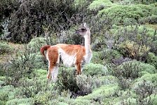 Guanaco