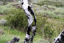 Torres Del Paine, hollow tree