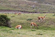 Guanacos