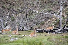 Guanacos