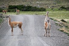 Guanacos, making more...