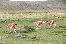 Guanacos