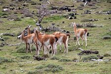 Guanacos