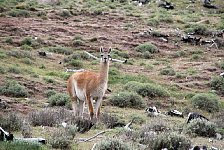 Guanacos