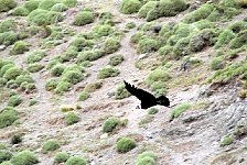 Torres Del Paine, Condor