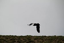 Torres Del Paine, Condor