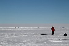 Emperor Penguin welcome committee