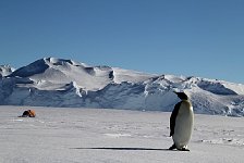 Penguins at camp