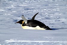 Penguins at camp