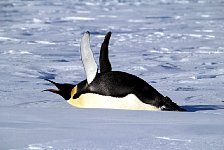 Penguins at camp