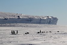 Penguins at camp