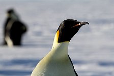 Penguins at camp