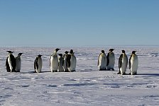 Penguins at camp