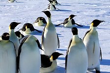 Penguins at camp