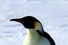 Emperor Penguin colonies, Antarctica