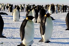 Emperor Penguin colonies, Antarctica