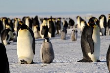 Emperor Penguin colonies, Antarctica