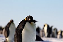 Emperor Penguin colonies, Antarctica