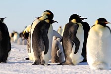 Emperor Penguin colonies, Antarctica