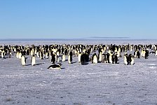 Emperor Penguin colonies, Antarctica